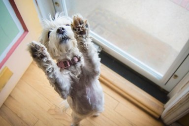 Dog standing