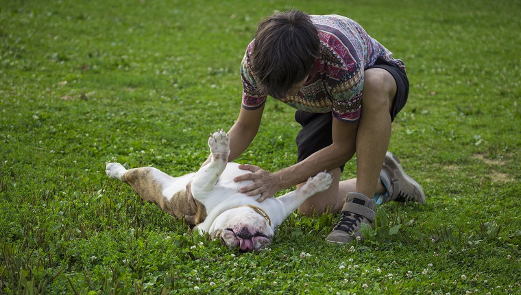 Researchers discern what this dog gesture means when dog responds to an owner rubbing his dog belly, in grass.