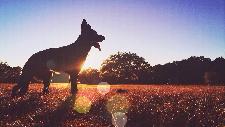 Silhouette dog standing on field at sunset