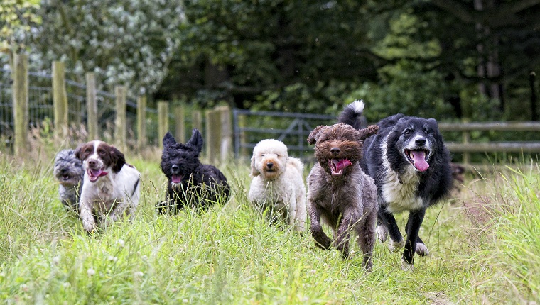 happy smiling dogs...lots of them!