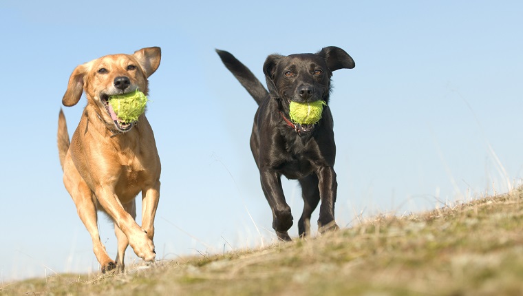 two very happy dogs