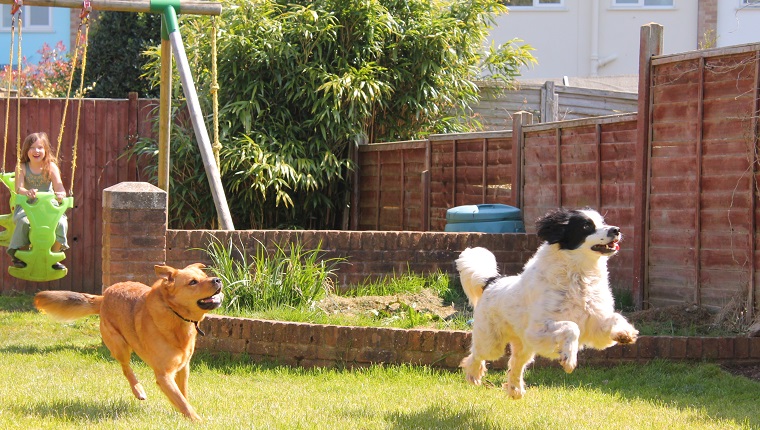 Two dogs jumping and playing in the garden with a young girl playing in the garden