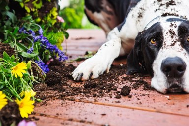 Quilty Great Dane