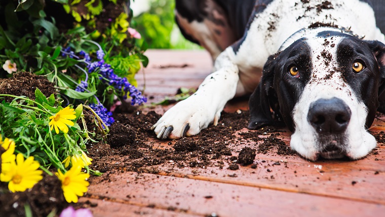 Quilty Great Dane