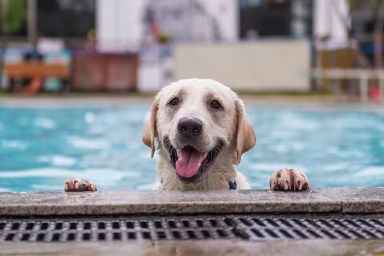 Labrador Retriever kneeling by the pool