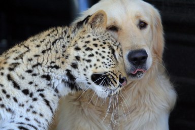 PRETORIA, SOUTH AFRICA - MAY 04: ***EXCLUSIVE*** Leopard 'Salati' snuggles up beside golden retriever 'Tommy' in the back of a 4x4 at the Glen Afric Country Lodge on May 04, 2010 in Pretoria, South Africa. Salati the leopard turns the assumption that dogs love to chase cats on its head by running playfully after Tommy the golden retriever. Animal wrangler Richard Brooker, 23, hand-reared 10-month-old Salati and gives her and family pet dog Tommy their daily exercise together. He takes them out into his family's 750 hectare estate and lets them run amok, saying "Wherever you see one the other is right behind". Rescued as an orphaned cub, Salati was donated by a local vet to the family-run country retreat, which helps to rehabilitate injured and needy animals. The Brookers' hard work and breeding programmes with elephants, lions, and giraffes has helped boost wildlife numbers in the area.