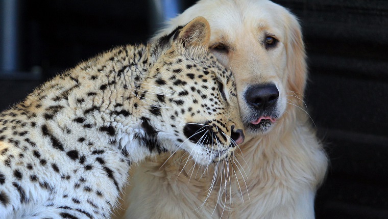 PRETORIA, SOUTH AFRICA - MAY 04: ***EXCLUSIVE*** Leopard 'Salati' snuggles up beside golden retriever 'Tommy' in the back of a 4x4 at the Glen Afric Country Lodge on May 04, 2010 in Pretoria, South Africa. Salati the leopard turns the assumption that dogs love to chase cats on its head by running playfully after Tommy the golden retriever. Animal wrangler Richard Brooker, 23, hand-reared 10-month-old Salati and gives her and family pet dog Tommy their daily exercise together. He takes them out into his family's 750 hectare estate and lets them run amok, saying "Wherever you see one the other is right behind". Rescued as an orphaned cub, Salati was donated by a local vet to the family-run country retreat, which helps to rehabilitate injured and needy animals. The Brookers' hard work and breeding programmes with elephants, lions, and giraffes has helped boost wildlife numbers in the area.