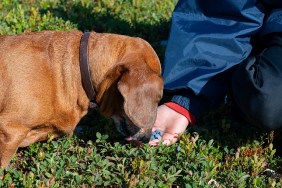 Boy and small funny dog collect and eat blueberries on a meadow during travel in a mountains.