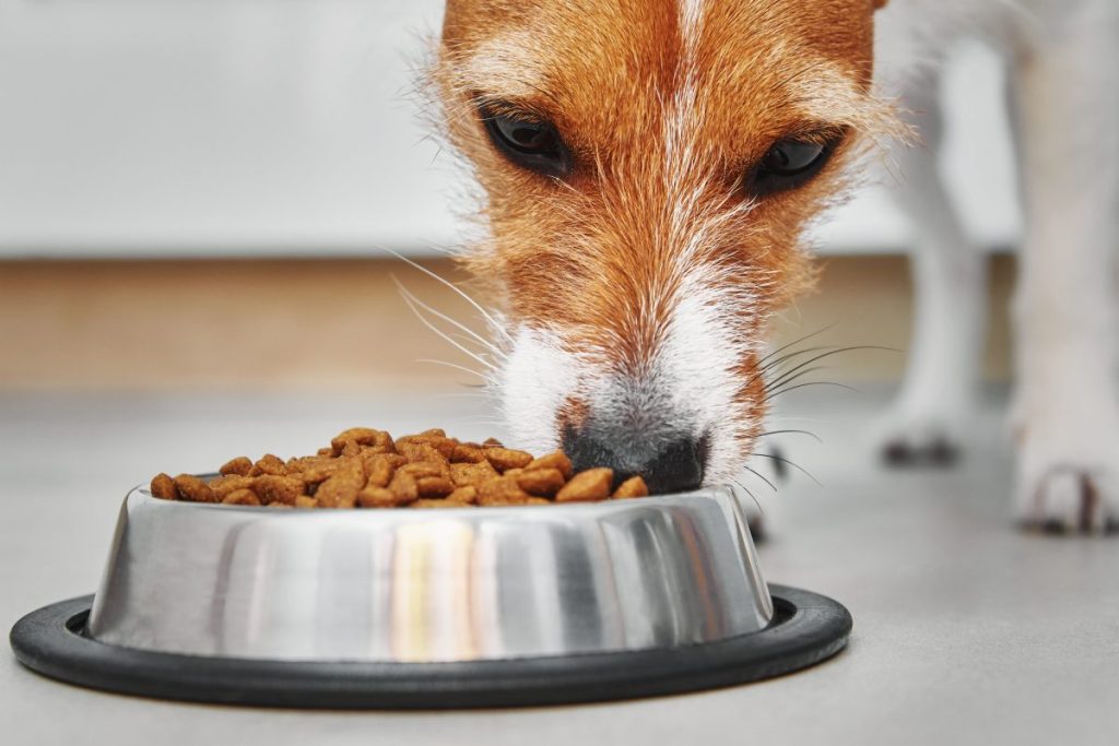 dog eating food from bowl