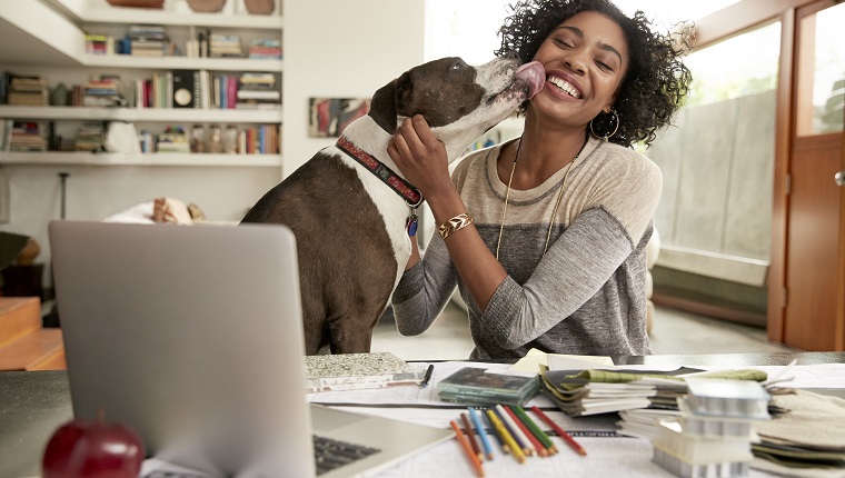 Dog licking face of female interior designer working at home office desk