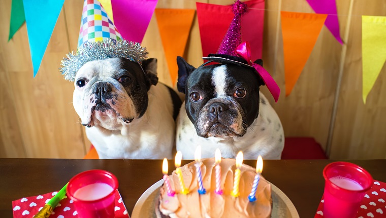 couple of French bulldogs on birthday party.