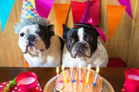 couple of French bulldogs on birthday party.