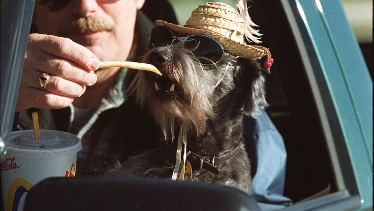 Two year old "snoodle," (snauser poodle mix) Guy, 2, wearing sunglasses and a straw hat, snacks on french fries from the hand of his owner Karl Wiklund. They had just come through the drive-thru at McDonalds and were chowing down together. The family who are from Bancroft, were in Hamilton visiting Karl's mom. I asked Karl why the dog was in the glasses and hat, and he replied, "for the UV rays." But the truth is closer to the fact that Karl and his wife Carmen own a tent and trailer camp in Bancroft, so they began dressing Guy to cater to the kids there, and it caught on.(this was taken about noon)