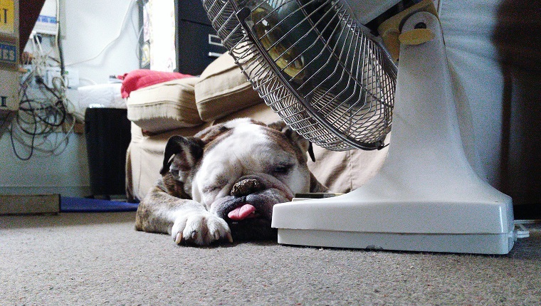 English Bulldog Relaxing By Electric Fan At Home