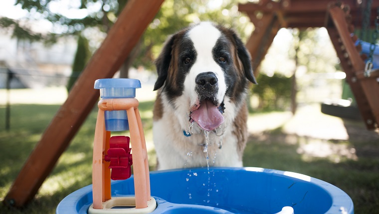 Portrait of dog drinking water from container at playground