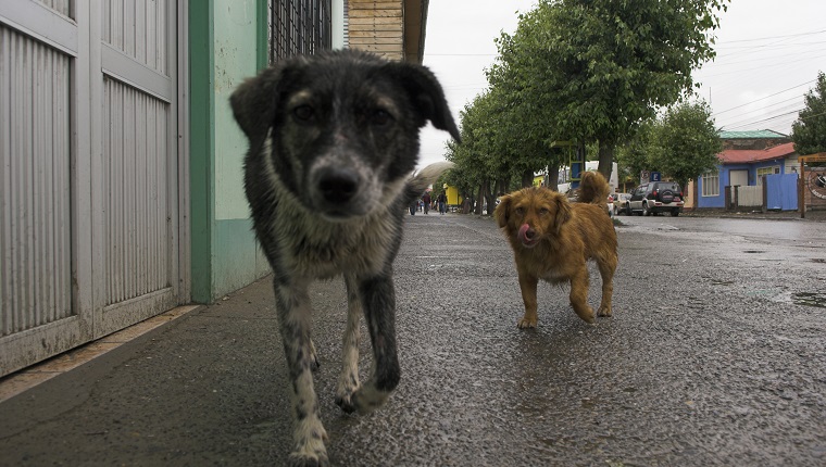 Abandon dogs at the street in Puerto Natales, Chile, South America