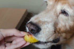 Close-up of a woman's hand feeding an peach to a dog