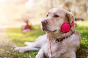 dog listening to music