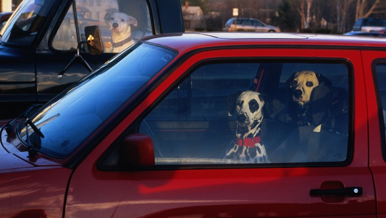 Dogs waiting in cars, looking through windows