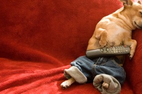 Dog resting on sofa with remote control