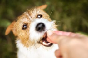 woman giving dog treats