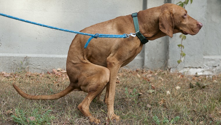 pooping hungarian vizsla