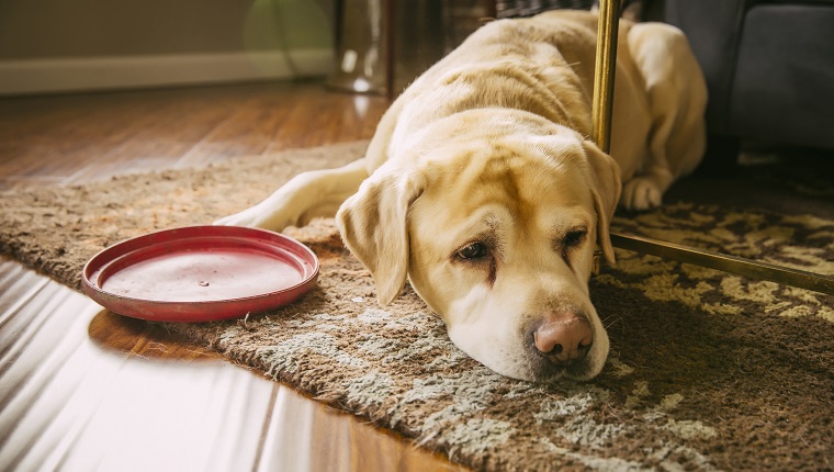 Sad dog laying with plastic disc in living room