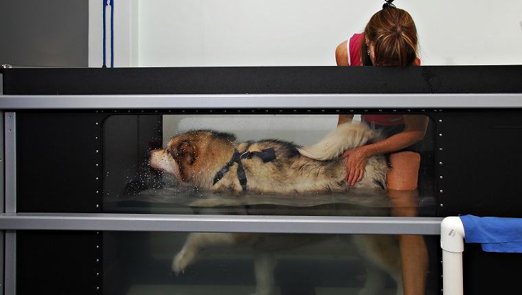 Dog undergoing Hydrotherapy in water tanks with tredmill