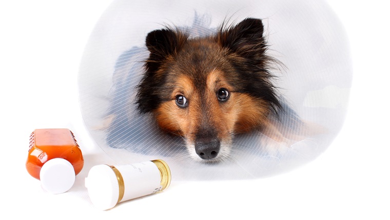 Sick Sheltie or Shetland sheepdog with dog cone collar and medicine bottles in the foreground (NOT ISOLATED)