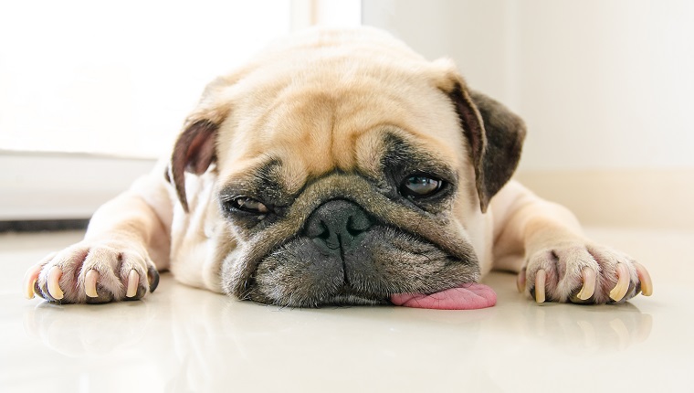 Funny Sleepy Pug Dog with gum in the eye sleep rest on floor