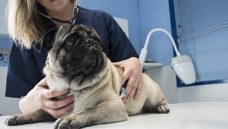 Veterinarian checking a dog with stethoscope in a veterinary clinic