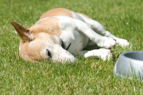 Jack Russell with full tummy as a rest.