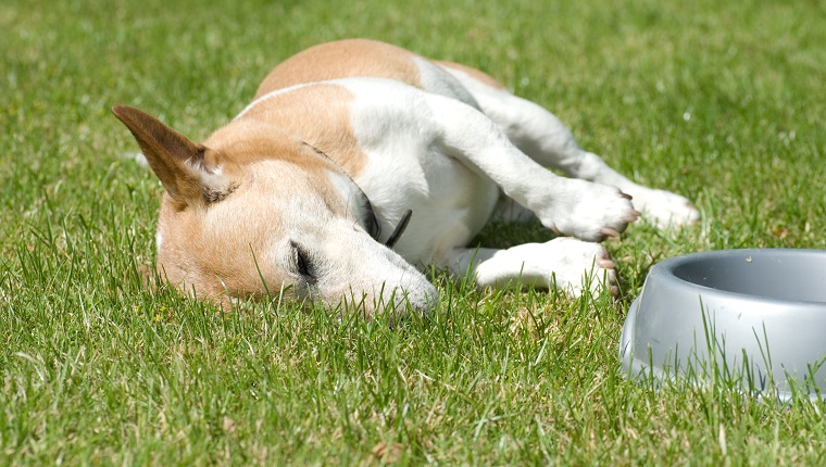 Jack Russell with full tummy as a rest.