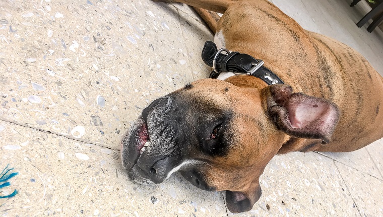 brown dog enjoys the sun on the patio