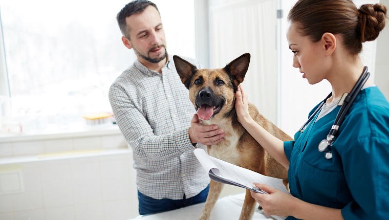 Young veterinarian with medical document touching dog neck and cuddling it during appointment