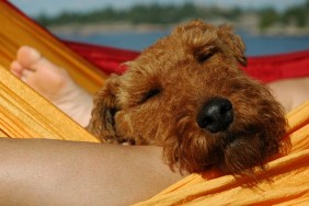 Welsh Terrier relaxing in hammock