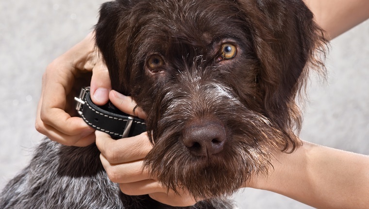 hands putting on collar on the dog