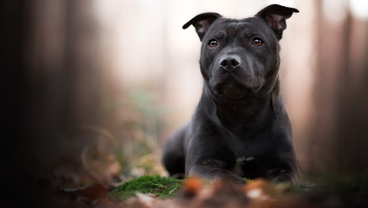 Staffordshire Bullterrier lying on the forest floor