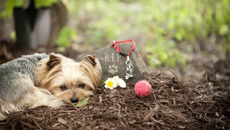 Dog Memorial