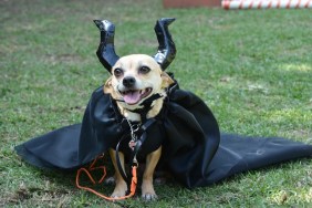 Cute chihuahua pet dog wearing a Maleficent's homemade costume