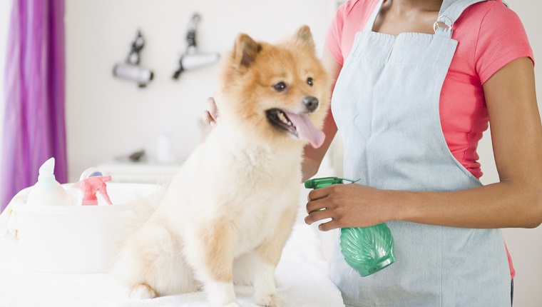 Mixed race pet groomer grooming Pomeranian dog