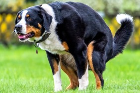 Bernese Mountain Dog pooping in the neighbourhood.