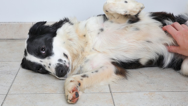 Border Collie dog in an animal shelter waiting to be adopted