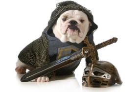 dog dressed up as a knight isolated on white background - english bulldog