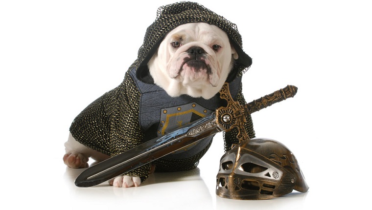 dog dressed up as a knight isolated on white background - english bulldog