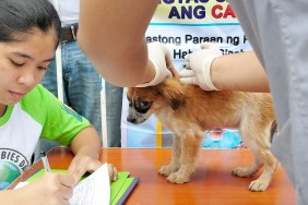 MANILA, PHILIPPINES - SEPTEMBER 28: Pet owners have their dogs vaccinated during World rabies Day celebrations on September 28, 2013 in Cainta Municipality, Philippines. World Rabies Day is an international campaign which is held on September 28th. Launched in 2007, World Rabies Day aims to raise awareness about the public health impact of human and animal rabies.