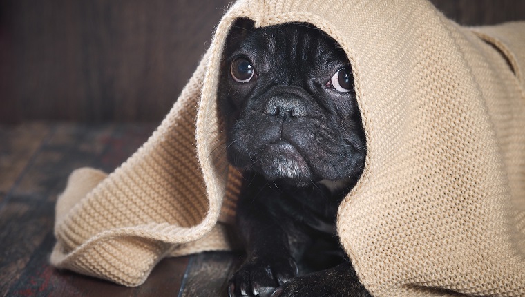 dog peeks out from under the blanket knitted