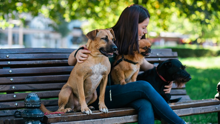 Dog walker sitting on bench and enjoying in park with dogs.