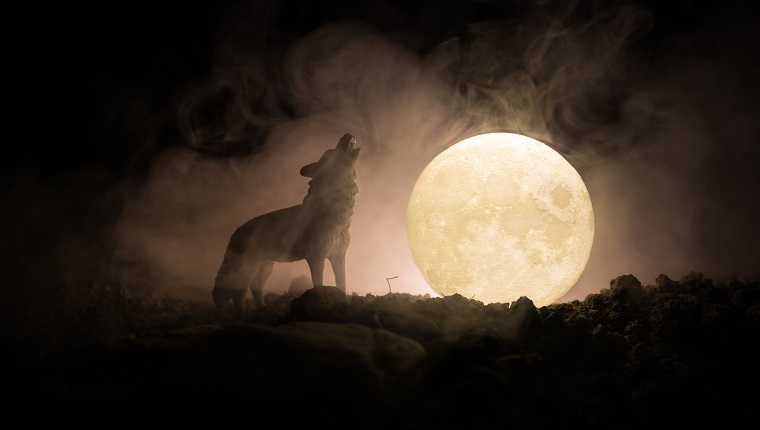 Silhouette of howling wolf against dark toned foggy background and full moon or Wolf in silhouette howling to the full moon. Halloween horror concept. Selective focus