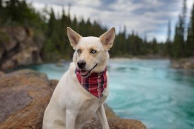 Beautiful mountain backdrop with colorful river. Dog with bandanna on International Bandanna Day.